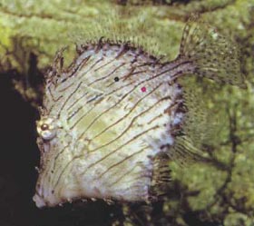 CHAETODEMA PENICILLIGRUM